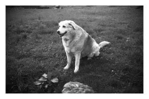 annie