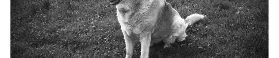 annie