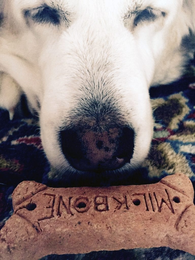annie dog