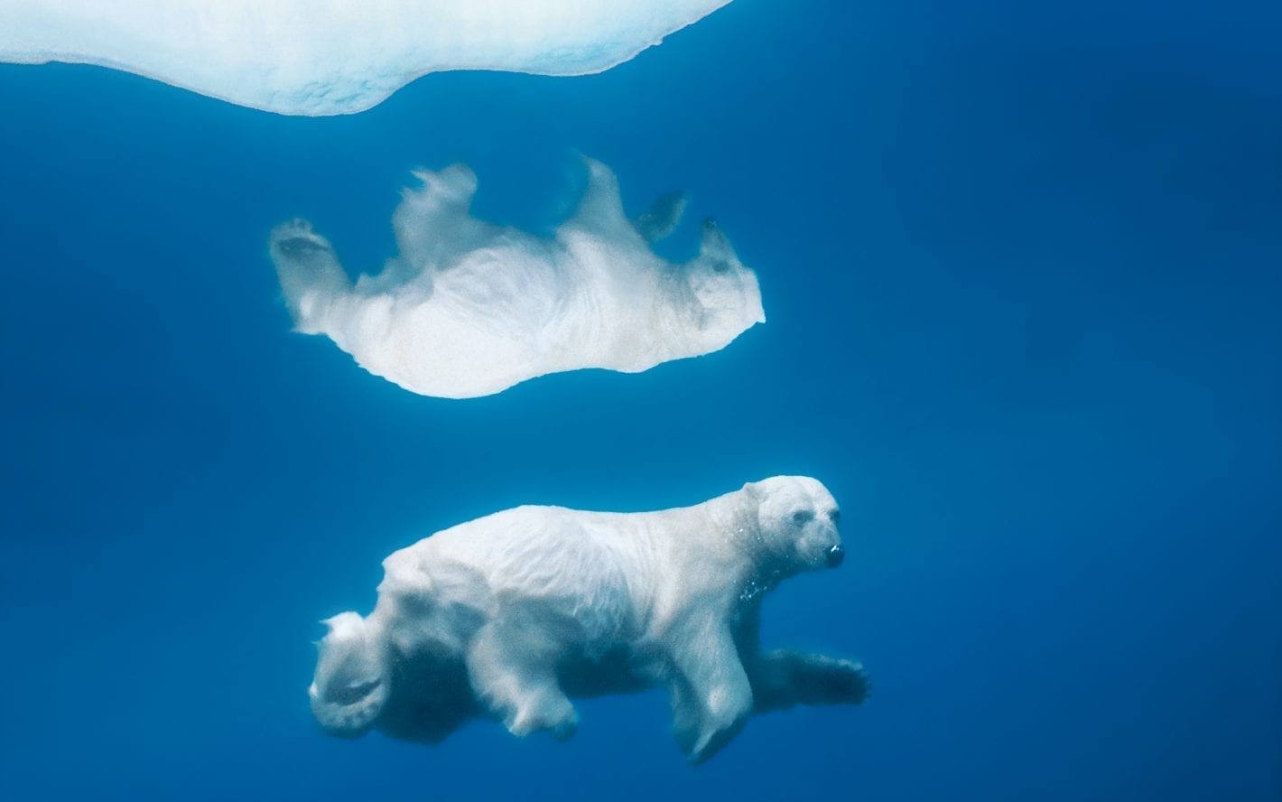 polar bear