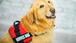 fake service dog