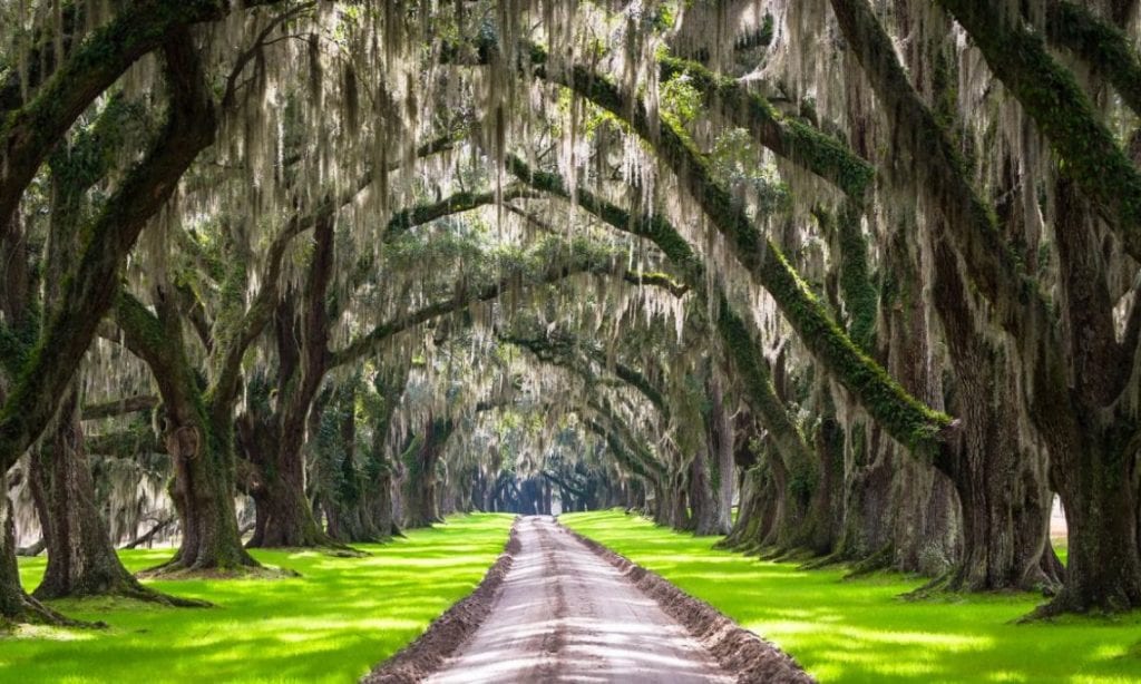 oak alley
