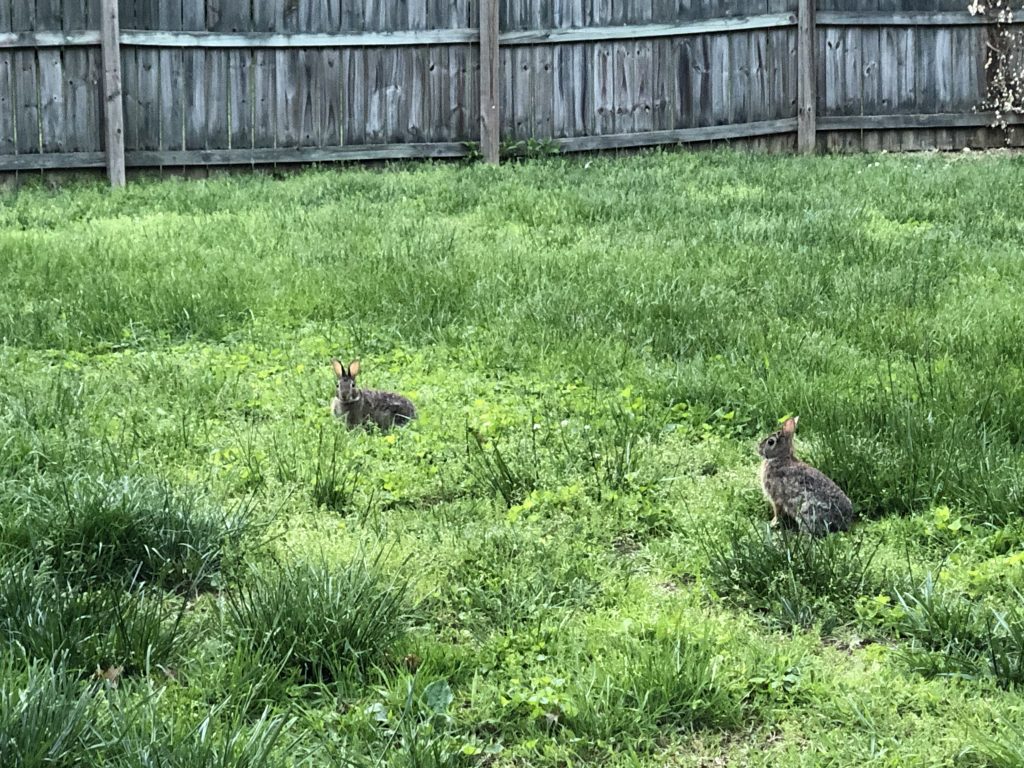watership down