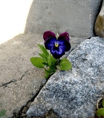 rock and a hard place