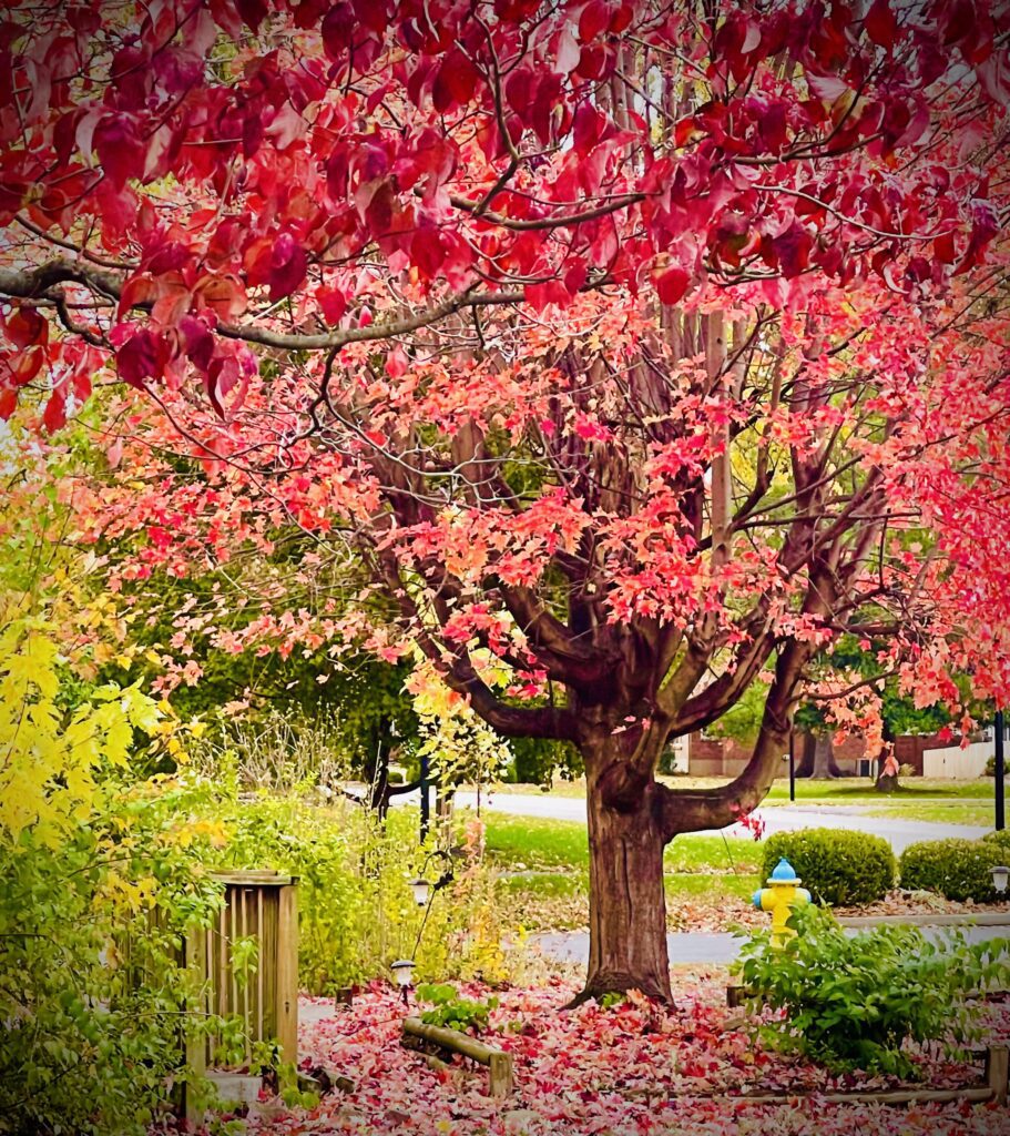 fall colors in louisville kentucky