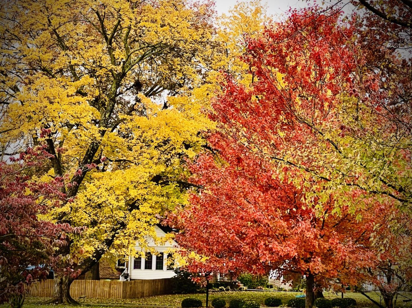 autumn leaves in Louisville