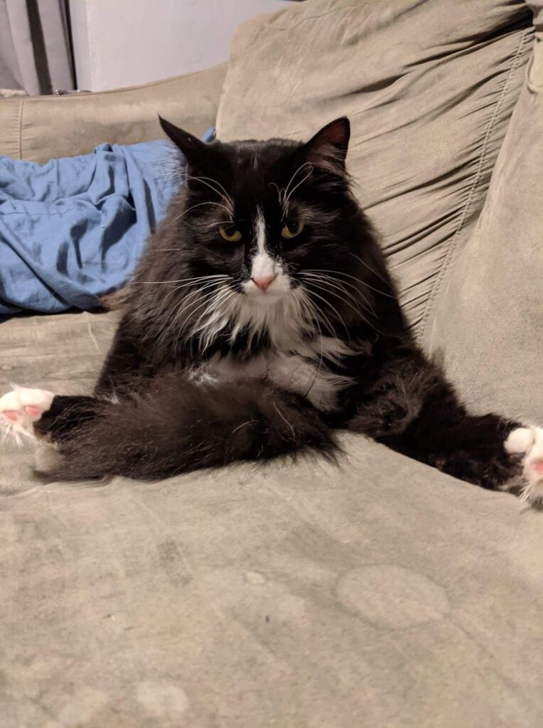 Maine Coon has the blues